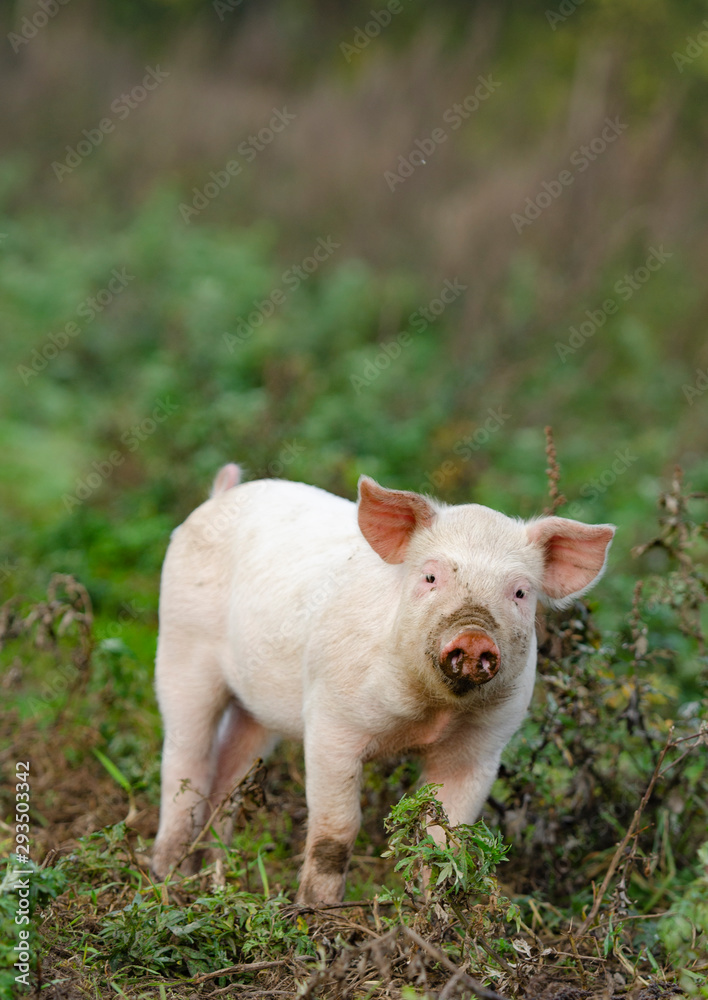 Organic piglet looking into the camera on the organic farm