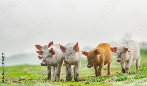 4 different colours piglets standing in front of the photographer