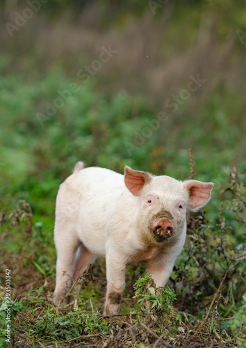 Organic piglet looking into the camera on the organic farm © bettysphotos