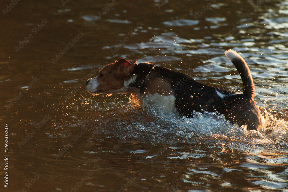 Beagle dog jumping in the water Beagle dog jumping in the water