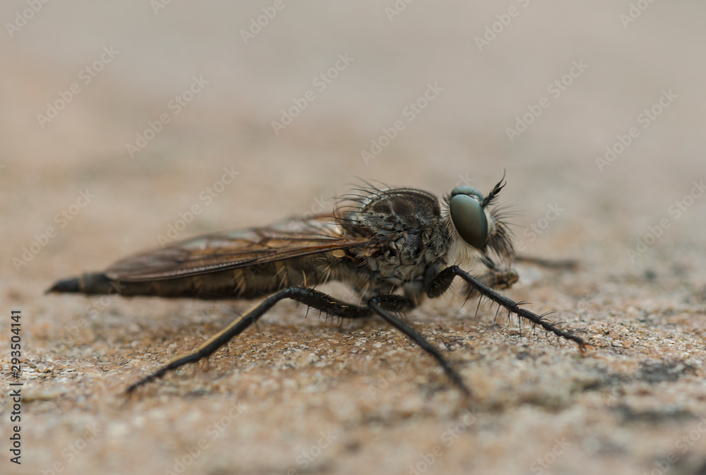 robberfly seen near Chopta ,Uttarakhand,India robberfly seen near Chopta ,Uttarakhand,India