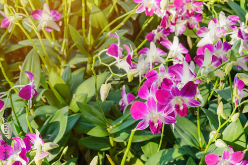 Beautiful Orchid flower in tropical garden. Floral background. Selective focus