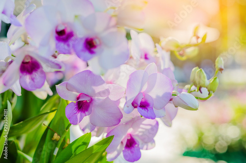 Beautiful Orchid flower in tropical garden. Floral background. Selective focus