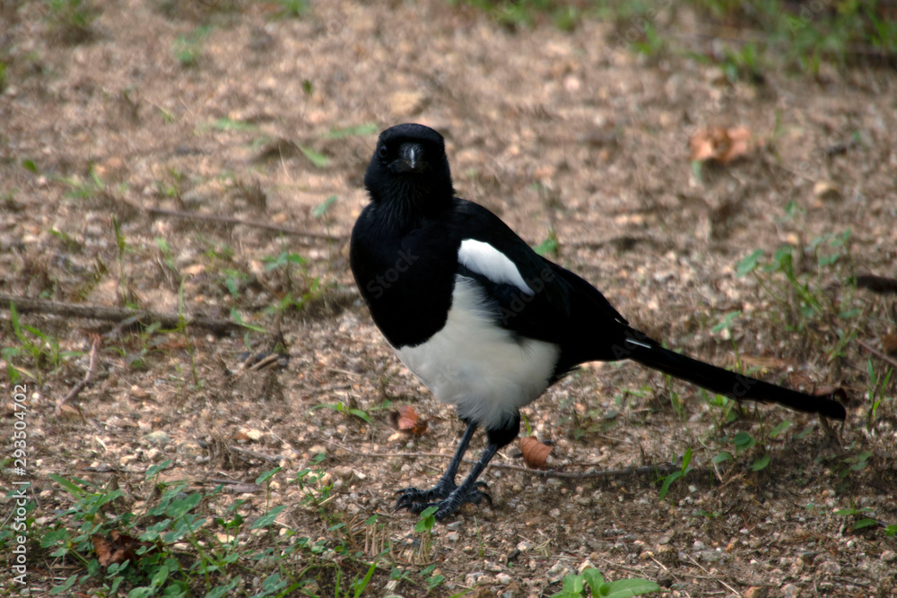 Fototapeta premium Magpies at Sunyudo Park