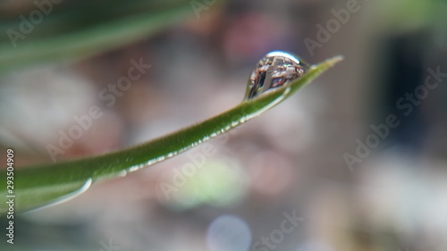 dew on leaf