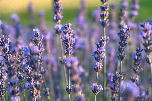 Blooming lavender field in the Alazani Valley  Kakheti  Georgia country. Summer 2019