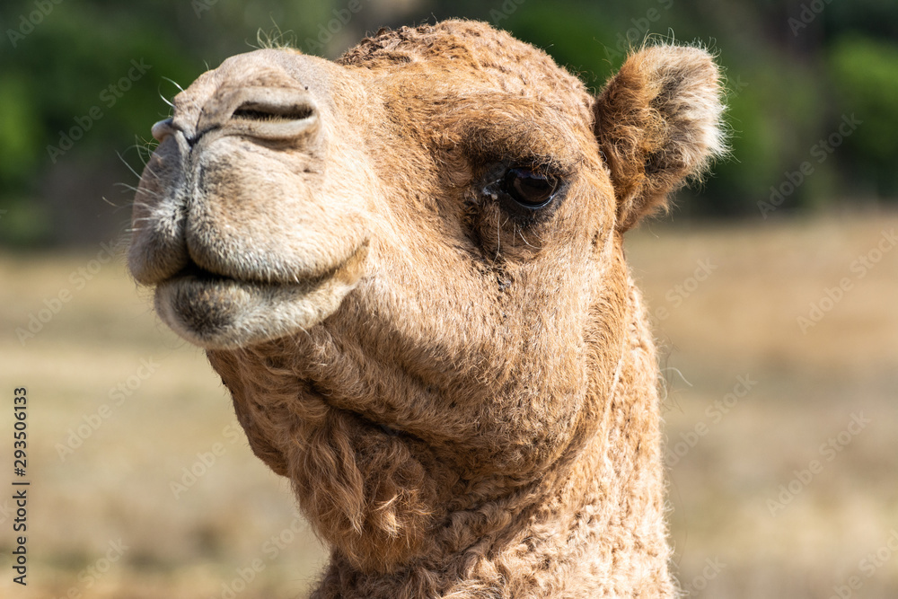 Portrait of a camel (Camelus dromedarius)