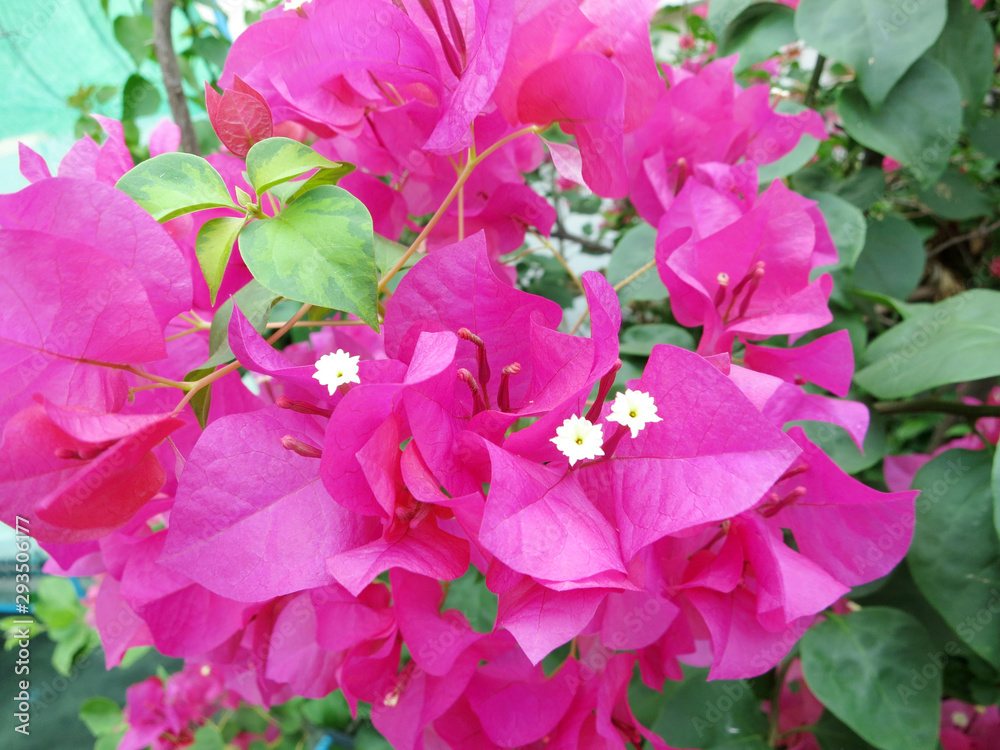 pink flowers in the garden pink flowers in the garden