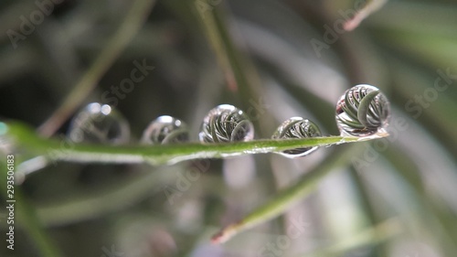 closeup of a plant