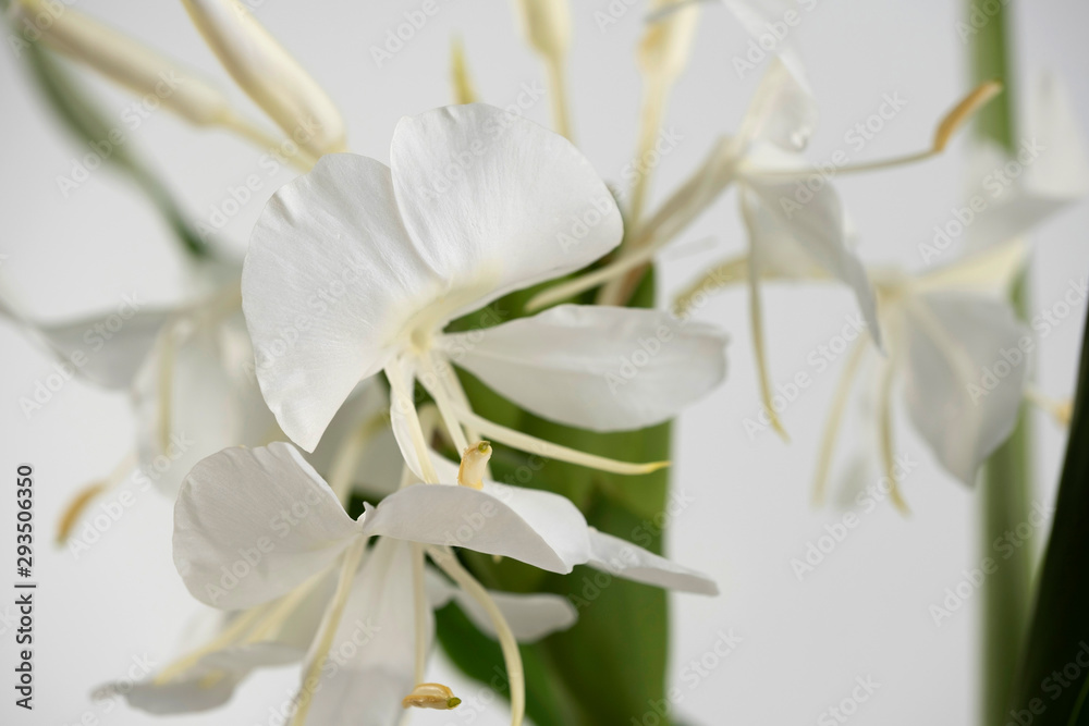 Obraz premium Monstera leaves on Ceramic vase, The tropical evergreen vine, Green leaf on jar, The tropical foliage plant.