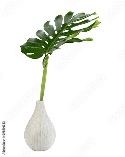 Monstera leaves on Ceramic vase, The tropical evergreen vine, Green leaf on jar, The tropical foliage plant.