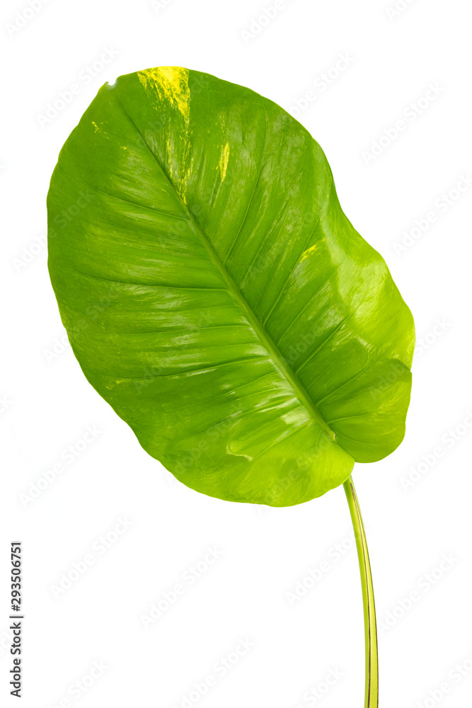 Fototapeta premium Monstera leaves Isolate on white background, The tropical evergreen vine, Green leaf, The tropical foliage plant.
