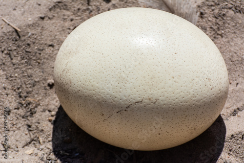 Ostrich (Struthio camelus) egg