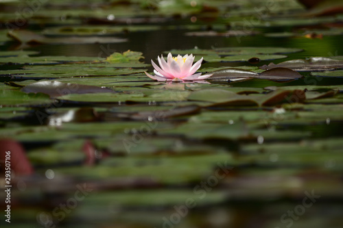 Fototapeta Naklejka Na Ścianę i Meble -  Water lily in a pond.
