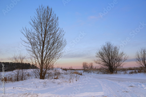 Winter landscape. Winter country road. Traces of cars in the snow. A tree with wide branches against the background of the forest. © Evgeniy