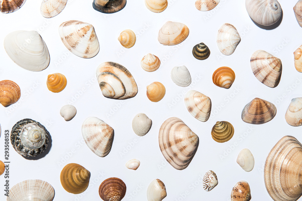 Shell on white background. Shell on white background.