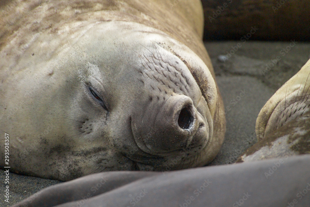 Obraz premium Sleeping female Elephant seal Macquarie Island