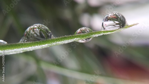 snail on leaf