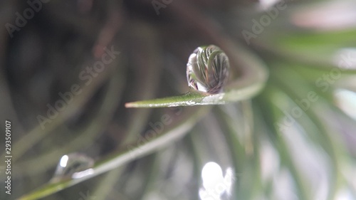 snail on a leaf