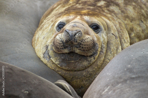 Female Elephant seal Macquarie Island