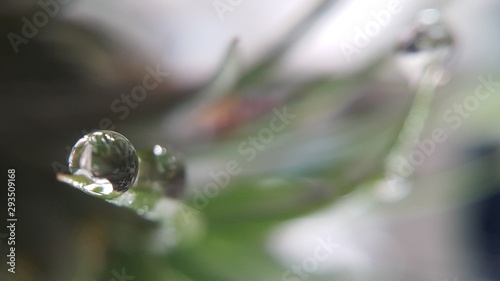 water drops on leaf