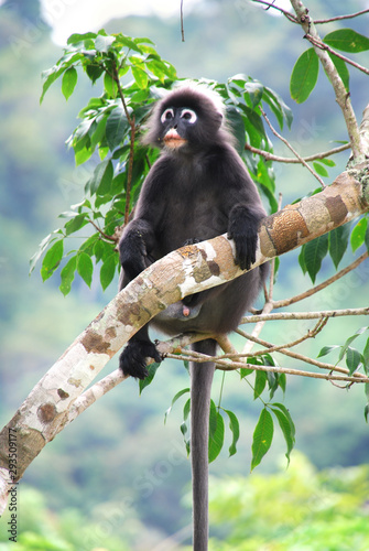 Gibbons on a tree