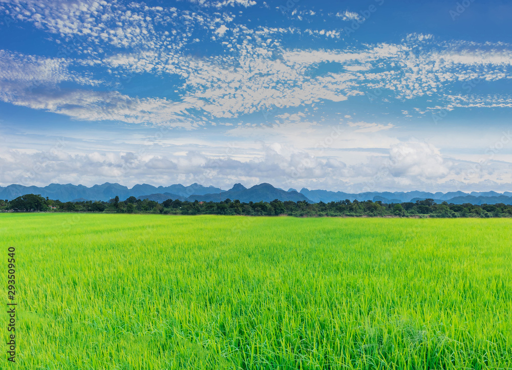 Green paddy rice field with mountain view, beautiful sky, and cloud in Thailand.