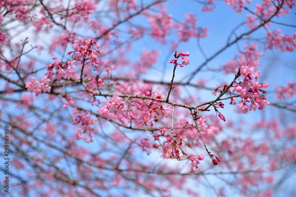 Prunus cerasoides Beautiful pink flowers thailand Prunus cerasoides Beautiful pink flowers thailand