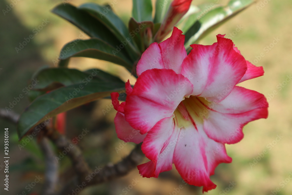 red flower in garden