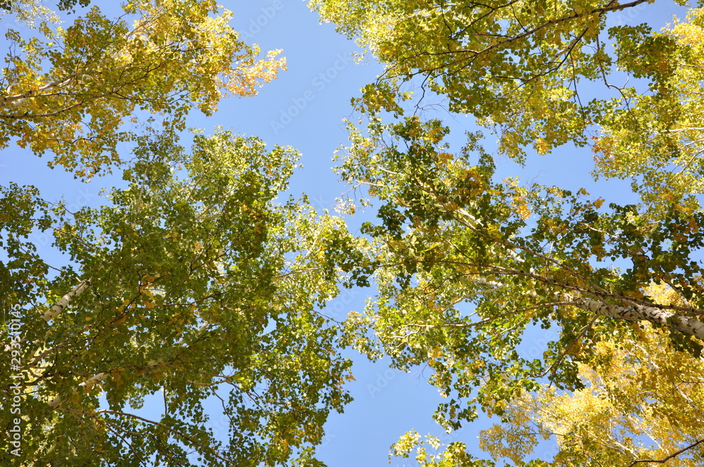 Fototapeta premium autumn leaves