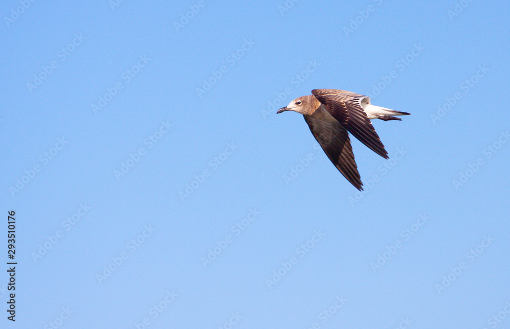 Obraz premium Bird In Flight