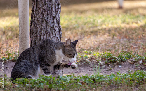 Resting Cat