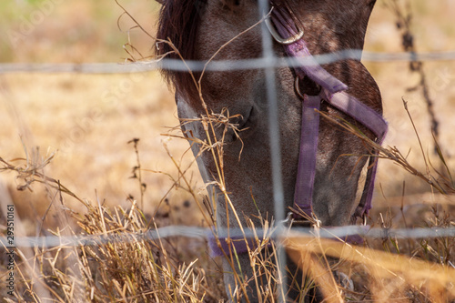 Eating Horse