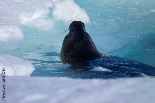 Surfacing Weddell seal Coulman Island Antarctica photo