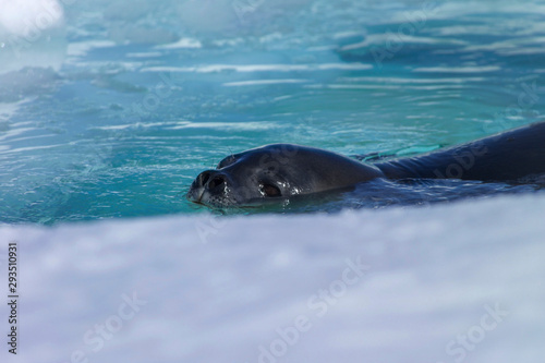 Surfacing Weddell seal Coulman Island Antarctica photo