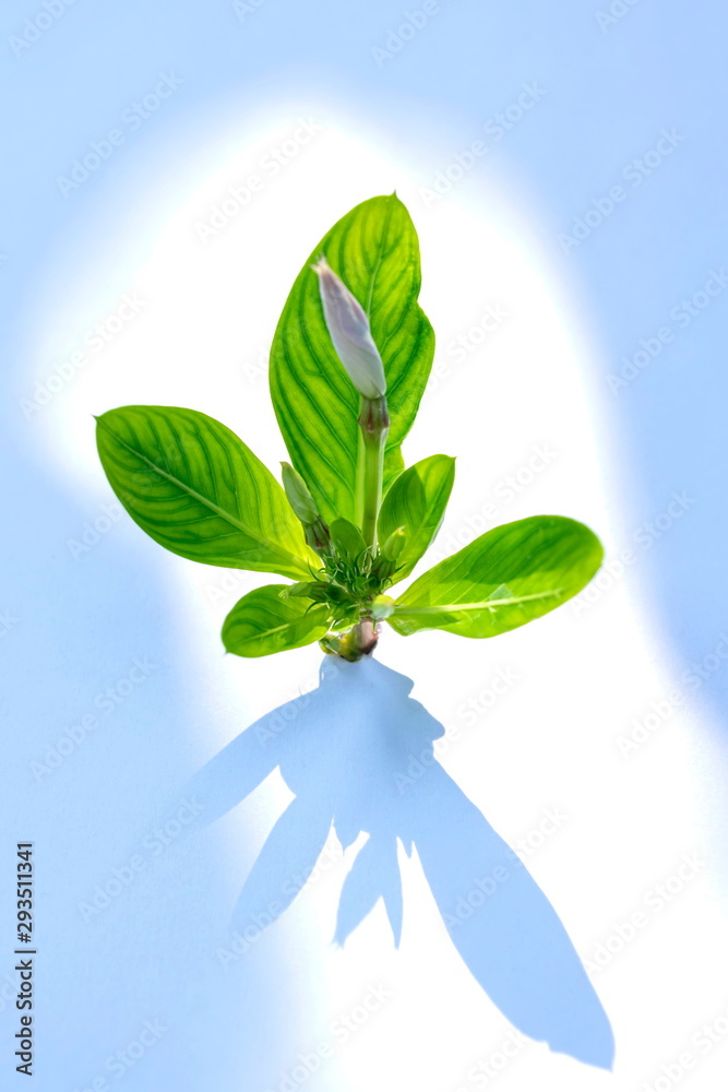 Fototapeta premium Catharanthus roseus, purple flowers laid on a white background.