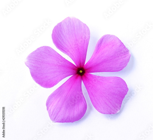 Catharanthus roseus  purple flowers laid on a white background.