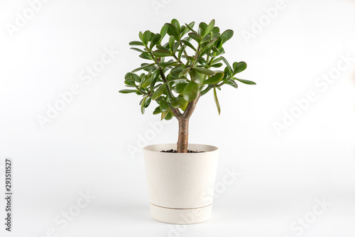 Succulent houseplant Crassula in a pot on white background	