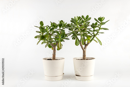 Succulent houseplant Crassula in a pot on white background 