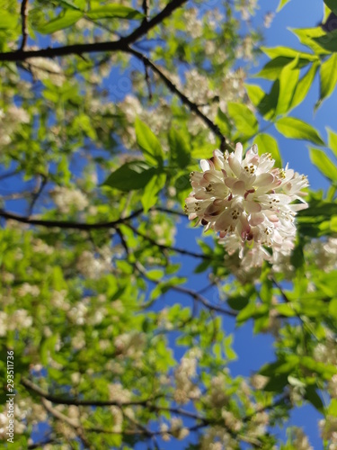 Colchis bladdernut, Bladdernut (Staphylea colchica), blooming, leaves and flowers, against blue sky