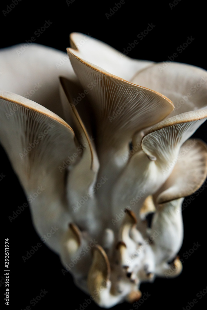 Fototapeta premium Oyster Mushroom on a dark background, close up, macro oyster mushroom, macro mushroom, abstract food