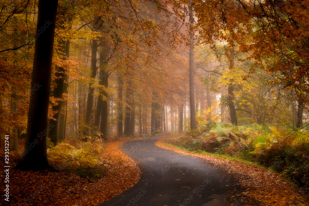 Obraz premium The road through the autumn forest, Ypres, Belgium