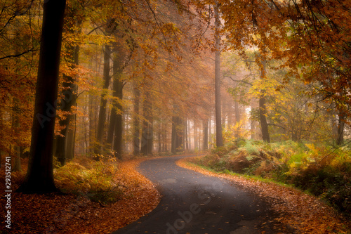 The road through the autumn forest, Ypres, Belgium photo