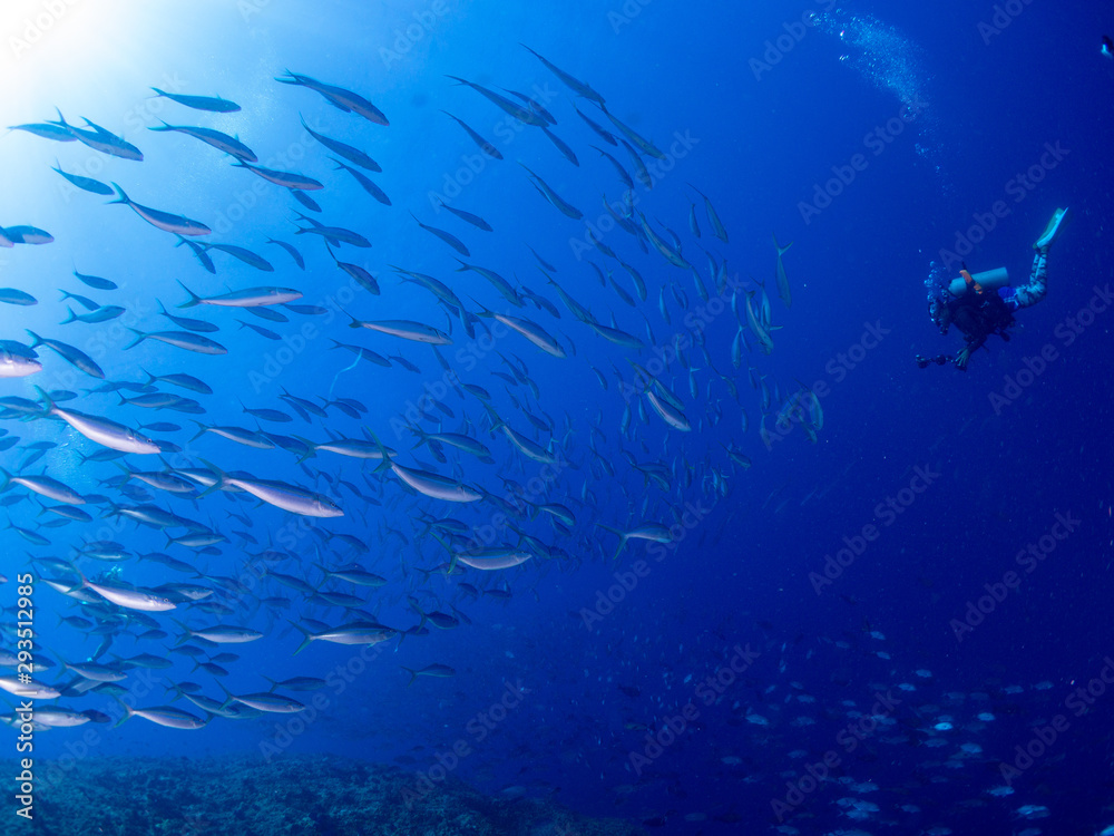 Fototapeta premium パラオ_ペリリュー_スキューバダイビング