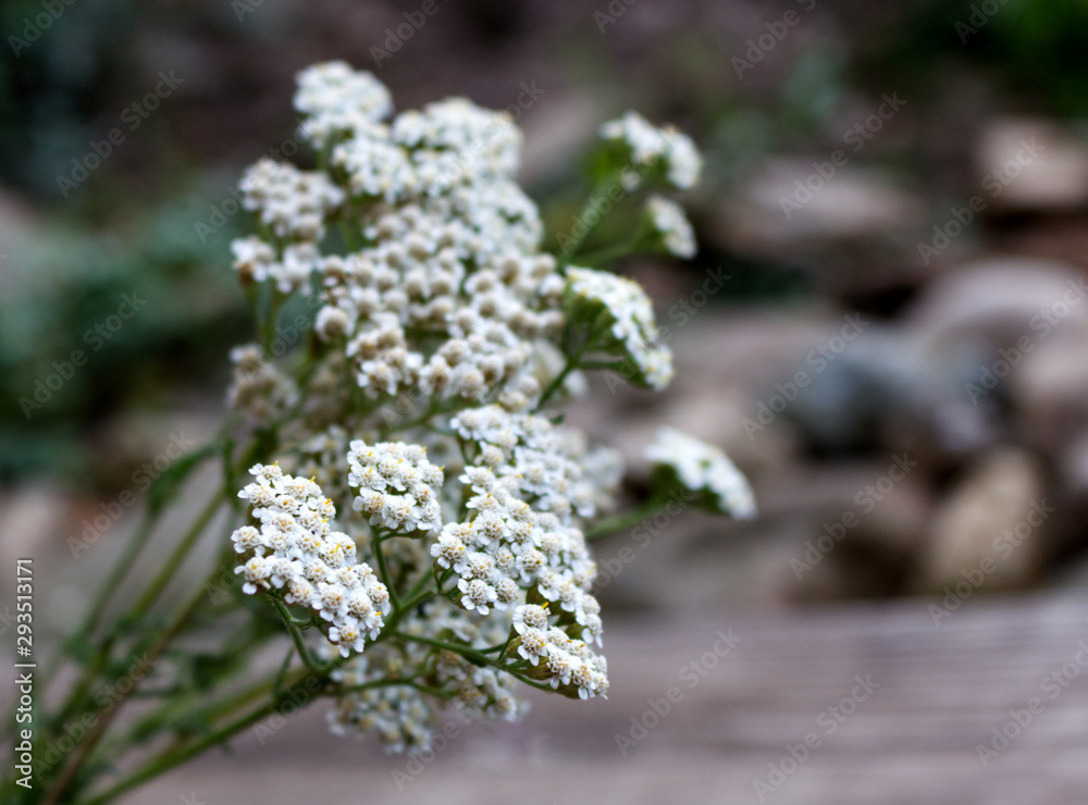 Closeup of flower achillea millefolium, commonly known as yarrow or common yarrow on rustic weathered wooden boards. Medicinal plant.Empty space for your text. Closeup of flower achillea millefolium, commonly known as yarrow or common yarrow on rustic weathered wooden boards. Medicinal plant.Empty space for your text.