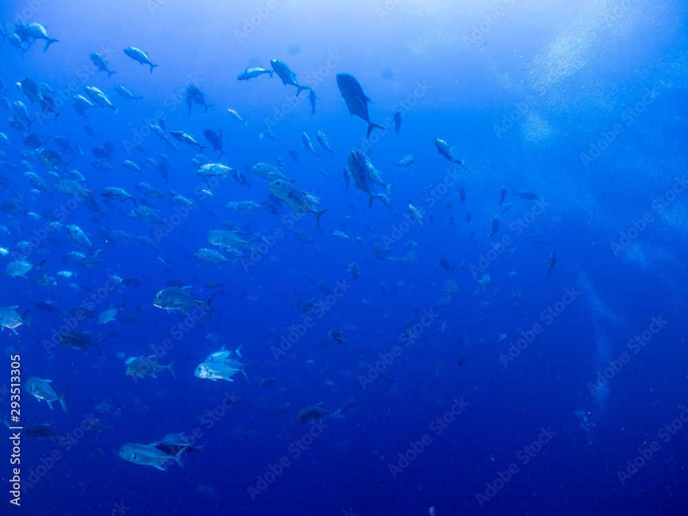 Fototapeta premium パラオ_ペリリュー_スキューバダイビング