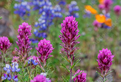 purple owl s clover wildflower  Castilleja exserta