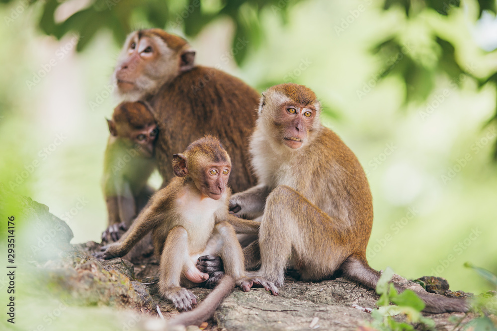 Macaque family in the jungle, in Thailand.