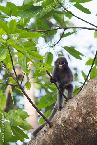 Dusky leaf monkeys in tropical rainforest  Thailand