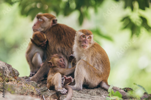 Macaque family in the jungle  in Thailand.